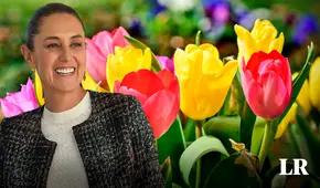 Sheinbaum rechaza que un tulipán en Países Bajos lleve su nombre y pide bautizarlo en honor a las mujeres indígenas de México