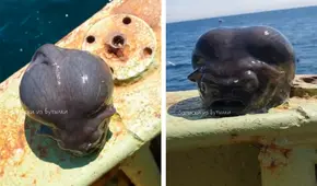 Encontraron a un 'pez alien' en el océano Pacífico: tiene forma de cerebro y mide menos de un metro