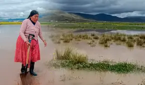 Lluvias inundan carreteras y sembríos de pan llevar en Puno: viven en medio del agua