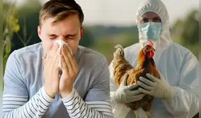 Gripe aviar en USA: cómo identificar los síntomas y cuándo es necesario ir al especialista, según el CDC