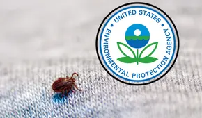 ¿Chinches en casa? Aprende cómo eliminarlas aprovechando su debilidad y evita problemas durante el verano, según EPA