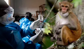 Científicos crean una pastilla que cura el ébola en monos, un paso clave para salvar vidas humanas