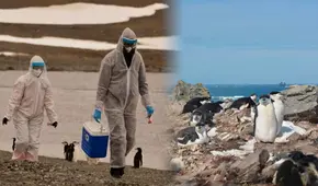 Científicos confirman presencia de gripe aviar en la Antártida: casi 200 animales de distintas especies fueron contagiados por el virus