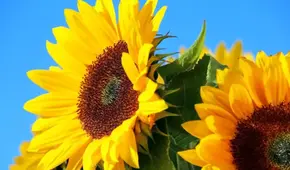 ¿Qué canción dio origen a la tradición de regalar flores amarillas el 21 de marzo?