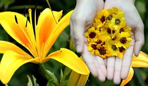 ¿Qué días del año se regalan flores amarillas y su significado?