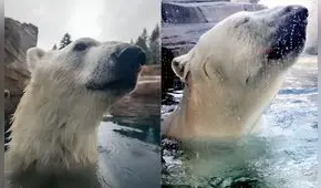 Nora, la osa polar del Zoológico de Oregon, causa furor con sus impresionantes habilidades para bucear
