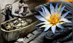 Investigación científica revela el uso del misterioso loto azul, la flor encontrada en la tumba de Tutankamón