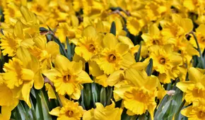 Día para regalar flores amarillas: ¿qué hay detrás de esta tendencia que se celebra el 21 de marzo?