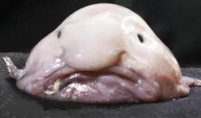 El pez borrón, el animal "más feo del mundo": no necesita cazar para comer y vive a más de 600 metros de profundidad