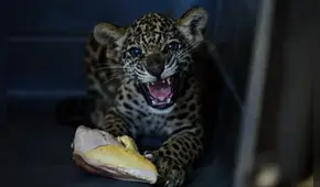 Dos cachorros de jaguar son rescatados del tráfico ilegal en Ucayali: "No podrán volver a la naturaleza porque morirían"