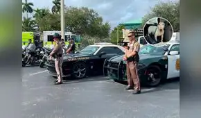 Florida aprueba la 'Ley Trooper': protección para los animales en desastres naturales Florida aprueba la 'Ley Trooper': protección para los animales en desastres naturales