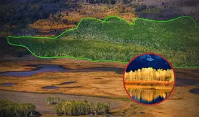 Así luce el ser vivo más grande de la Tierra: es más extenso que un distrito de Lima y pesa 6.000 toneladas