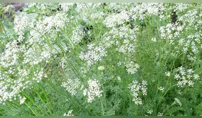 La infusión natural que te ayuda a dormir como un bebé y fortalece tus defensas: descubre sus beneficios