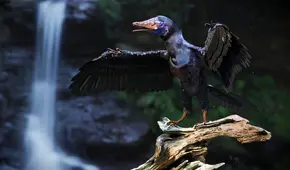 Científicos realizan un experimento con pollos y lograron que les brotaran plumas parecidas a las de los dinosaurios