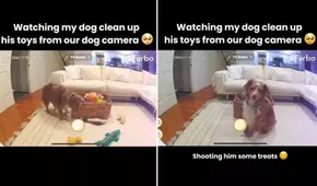 Adorable perro es captado en cámara ordenando sus juguetes y recibe aplausos en TikTok: "Más ordenado que mis hijos"