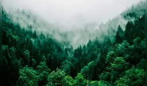 El pequeño animal que planta millones de árboles y ayuda a la biodiversidad del mundo: clave para regenerar bosques