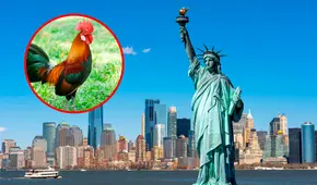 Gallos en Nueva York: debate sobre la legalidad y el ruido que genera en Inwood, Manhattan