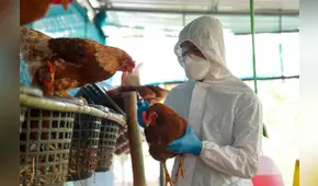 Gripe aviar en Estados Unidos: la propagación del virus podría acelerarse debido a este motivo