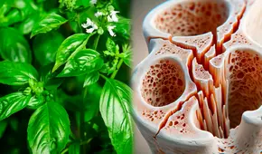 Hierba rica en calcio: fortalece los huesos, pero sigue siendo poco consumida