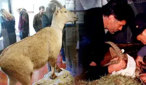 Celia, la cabra montesa clonada que marcó el primer caso de desextinción hace más de 20 años