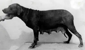 El caso del pitbull peruano, la raza de perros que fue creada hace más de 100 años y desapareció en el tiempo