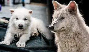 Genetista asegura que no se revivió a la especie del 'lobo gigante', sino que se ha "creado un híbrido experimental"