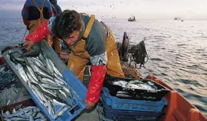 Gobierno entregó más de S/3 millones en créditos a pescadores artesanales y acuicultores desde enero a marzo de 2025