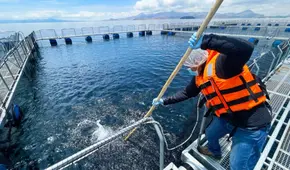 MEF aprueba reglamento para devolución del IGV a favor de empresas acuícolas