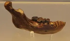 Mandíbula encontrada en Taiwán podría revelar cómo era rostro de una antigua especie humana