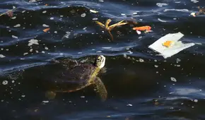 Descubren que un animal marino tiene microplásticos en casi todos sus órganos y afectaría también a su reproducción