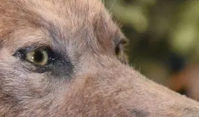 Así era el peligroso tigre de Tasmania: científicos de Suecia han recuperado su ARN y quieren revivirlo