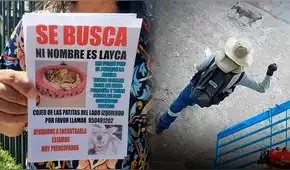 Perrita agredida por trabajador desaparece tras ser enviada a un hogar temporal en Arequipa
