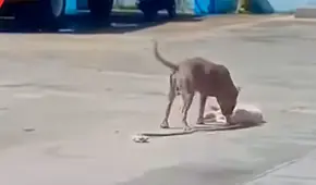 Astuto perrito se hace el muerto para escapar del ataque de un pitbull: “Dio una lección de supervivencia”