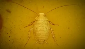 La cucaracha prehistórica de hace 99 millones de años que vivió con dinosaurios y fue hallada intacta