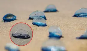 Enigmáticas criaturas azules invaden playas de California: qué son y cuáles serían las consecuencias de tocarlas