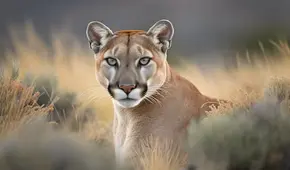 Brutal ataque a Puma conmociona Chile: animal fue desmembrado al interior del Parque Torres del Paine