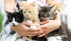 Gatotón 2025, el evento de adopciones de gatitos en el Parque de la Exposición: ¿cuáles son los requisitos?