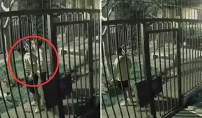 Delincuente asalta con pistola a joven para pedirle contraseñas de su celular en San Luis