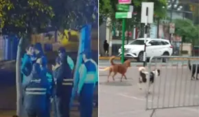 Identifican y denuncian a dueño de perros que mataron en manada a gatito en Parque Kennedy