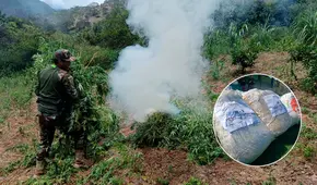 Incautan más de 1.400 kilos de marihuana y destruyen 7 hectáreas de sembríos en la sierra de La Libertad