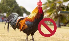 Proyecto de ley limitaría el número de gallos por propiedad en California en medio de contagios por gripe aviar