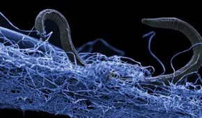 Científicos descubren que un grupo de bacterias aprendió a utilizar la electricidad como una herramienta de limpieza