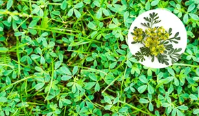 Descubre el significado espiritual de la floración de la ruda en tu jardín según el feng shui