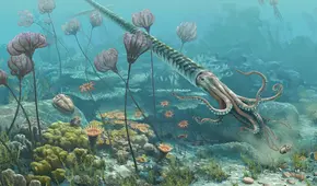 Paleontólogos peruanos descubren que un animal marino vivió en lo que ahora es Cusco hace 470 millones de años