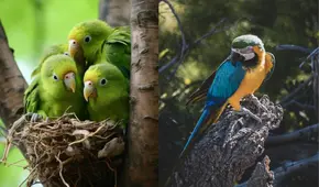 ¿Sabías cómo se llama la cría de un loro? El curioso término que pocos conocen y su origen