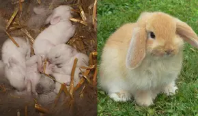 ¿Sabías como se llama la cría de un conejo? De presas vulnerables a jugadores clave del ecosistema natural