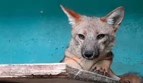 ¿Qué pasó con Run Run, el zorrito que generó revuelo al ser vendido como pastor alemán en Lima y trasladado a un zoológico de Cajamarca?