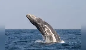 Perú lidera esfuerzos internacionales para proteger la biodiversidad marina en alta mar