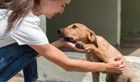 Huéspedes de corazón: La jornada de adopción familiar que busca dar un nuevo hogar a decenas de caninos este fin de semana