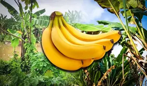 La fruta más popular del mundo podría desaparecer en 2080: el 80% proviene de América Latina y está en peligro